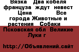  Вязка ! Два кобеля француза ,ждут  невест.. › Цена ­ 11 000 - Все города Животные и растения » Собаки   . Псковская обл.,Великие Луки г.